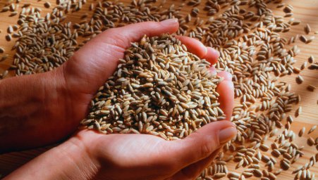 Минсельхоз продаст из запасов миллион тонн зерна