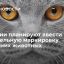 В России собрались поставить на учет всех кошек и собак