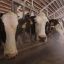 "Меркурий" защитит от контрафакта: в РФ появится новая система учета молочной продукции