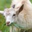 Нижегородские фермеры получат господдержку на разведение овец и коз