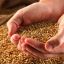В 2019 году в России собрали 121,2 млн тонн зерновых в чистом весе