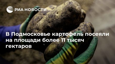 В Подмосковье картофель посеяли на площади более 11 тысяч гектаров